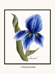 Morning Glory Painted Card