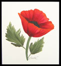 Pretty Poppy Painted Card