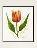Delicate Tulip Painted Card
