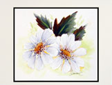 Daisy Duet