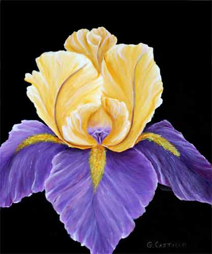 Royal Iris on Canvas Royal Iris on Canvas